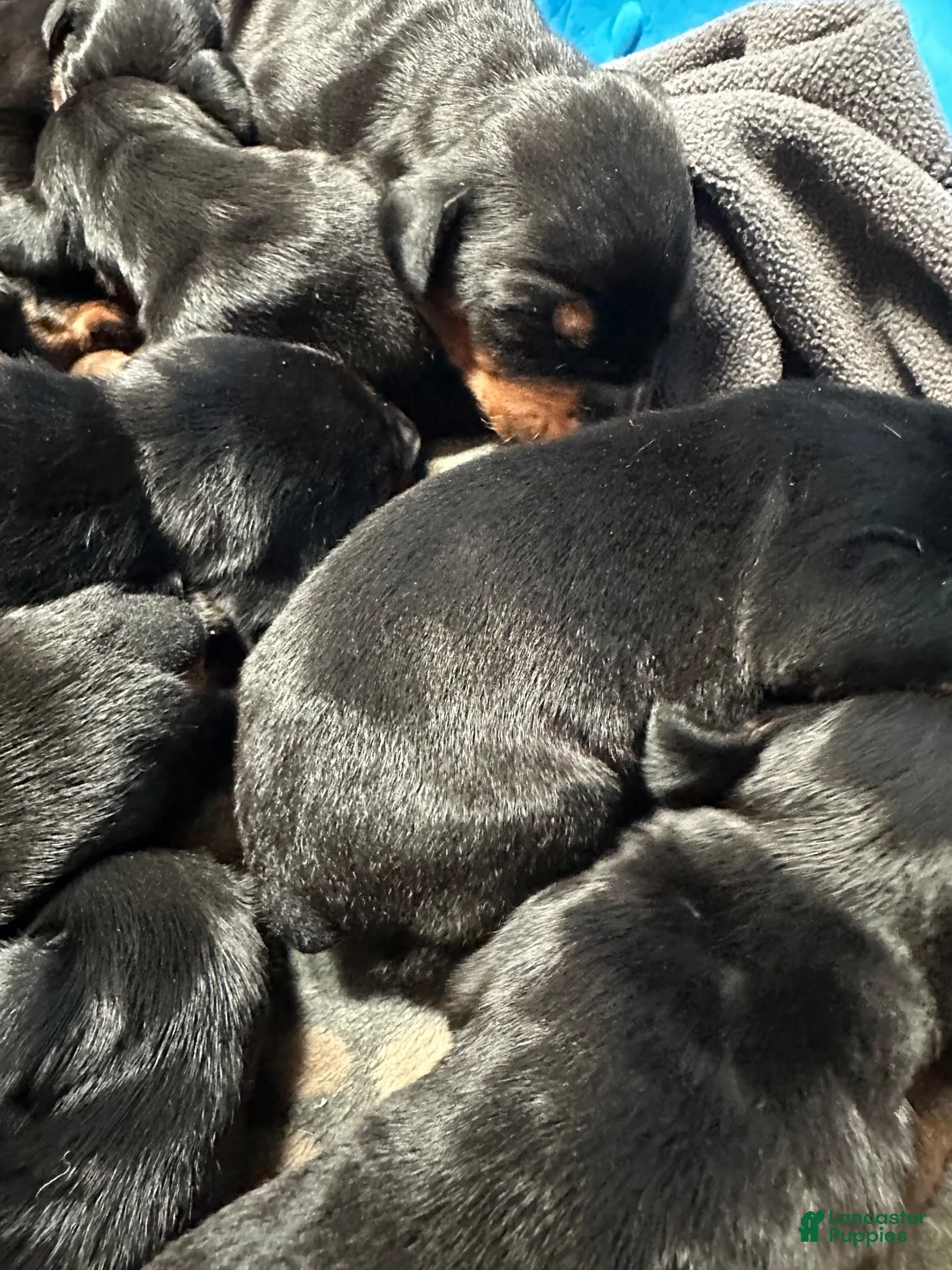Doberman Pinscher dogs for sale: Tank - Ad 1