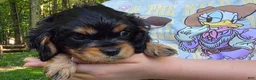 Cavalier King Charles Spaniel dogs for sale: Cavalier King Charles Spaniel Puppy 4- Bleu - Ad 2