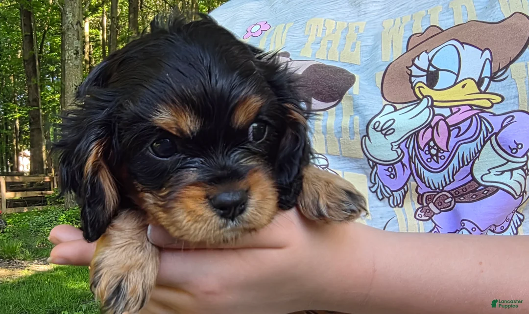 Cavalier King Charles Spaniel dogs for sale: Cavalier King Charles Spaniel Puppy 4- Bleu - Ad 2