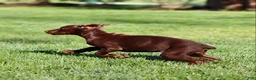 Doberman Pinscher dogs for sale: Christy - Ad 5