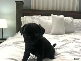 Pug dogs for sale: Rocky - Ad 4