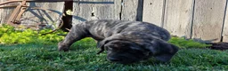 English Mastiff dogs for sale: Marjorie - Ad 2