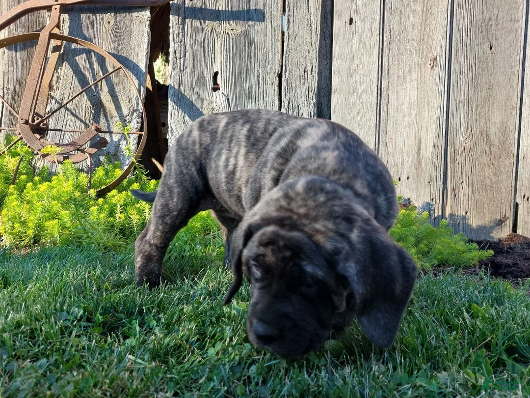 English Mastiff dogs for sale: Marjorie - Ad 2
