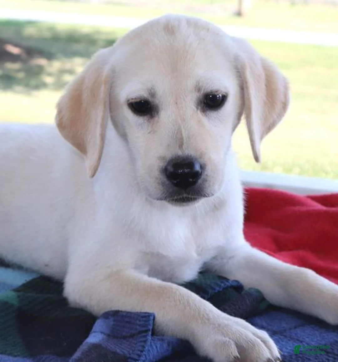 Labrador Retriever dogs for sale: Ashley - Ad 2
