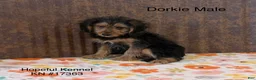 Dorkie dogs for sale: Dexter - Ad 1