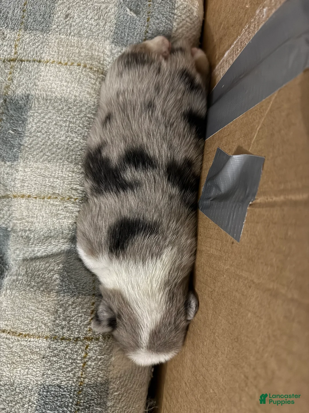 Mixed Breed dogs for sale: Saint - Ad 4