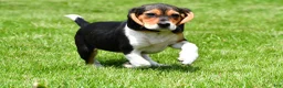 Beagle dogs for sale: Goldie - Ad 6