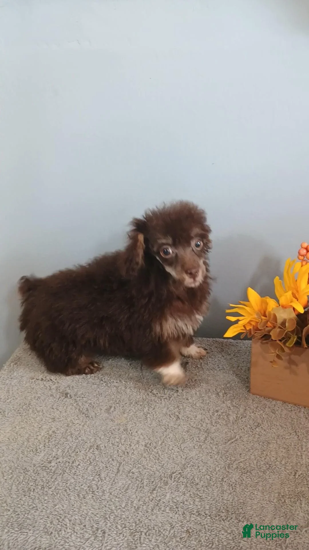 Toy Poodle dogs for sale: Toy Poodle 2 - Ad 2