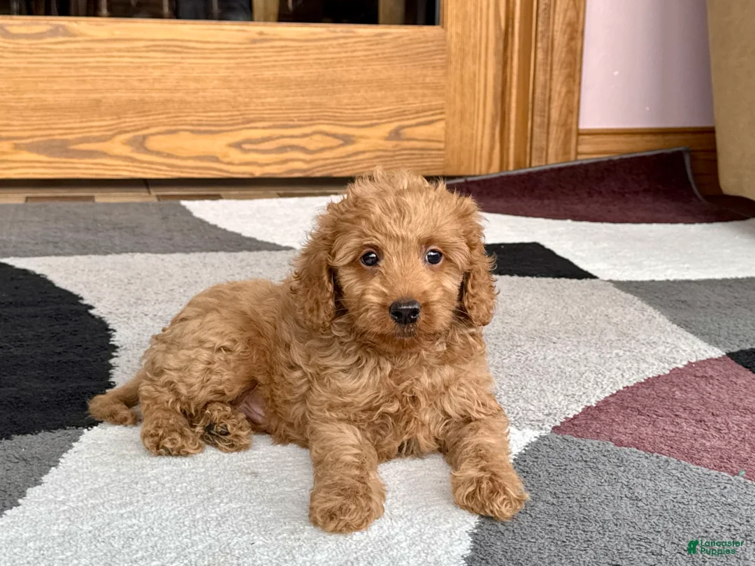Cockapoo dogs for sale: Tate F1b - Ad 3