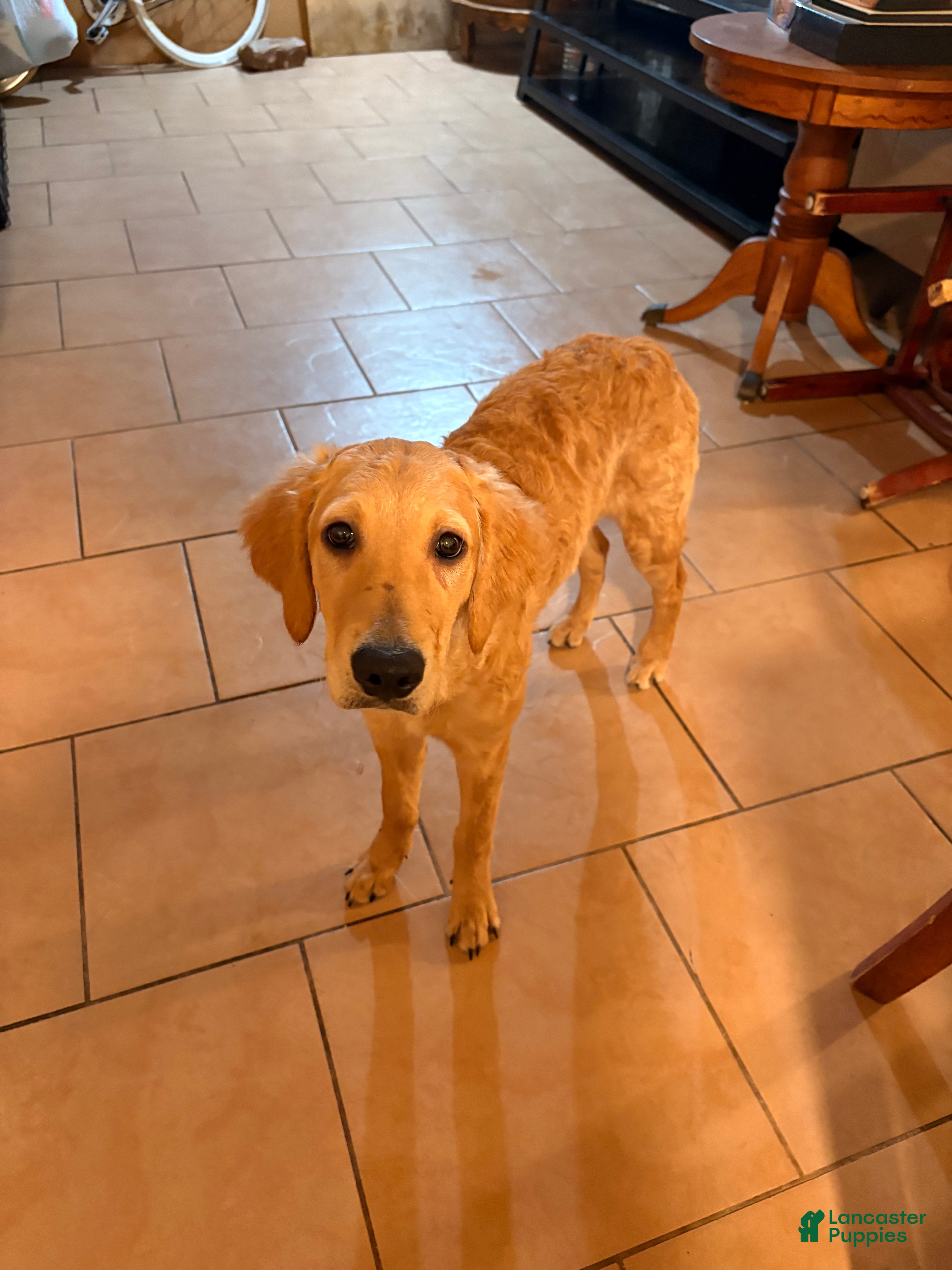 Golden Retriever dogs Golden Retriever Puppy 3 - Ad 3