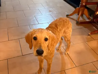 Golden Retriever dogs Golden Retriever Puppy 3 - Ad 3