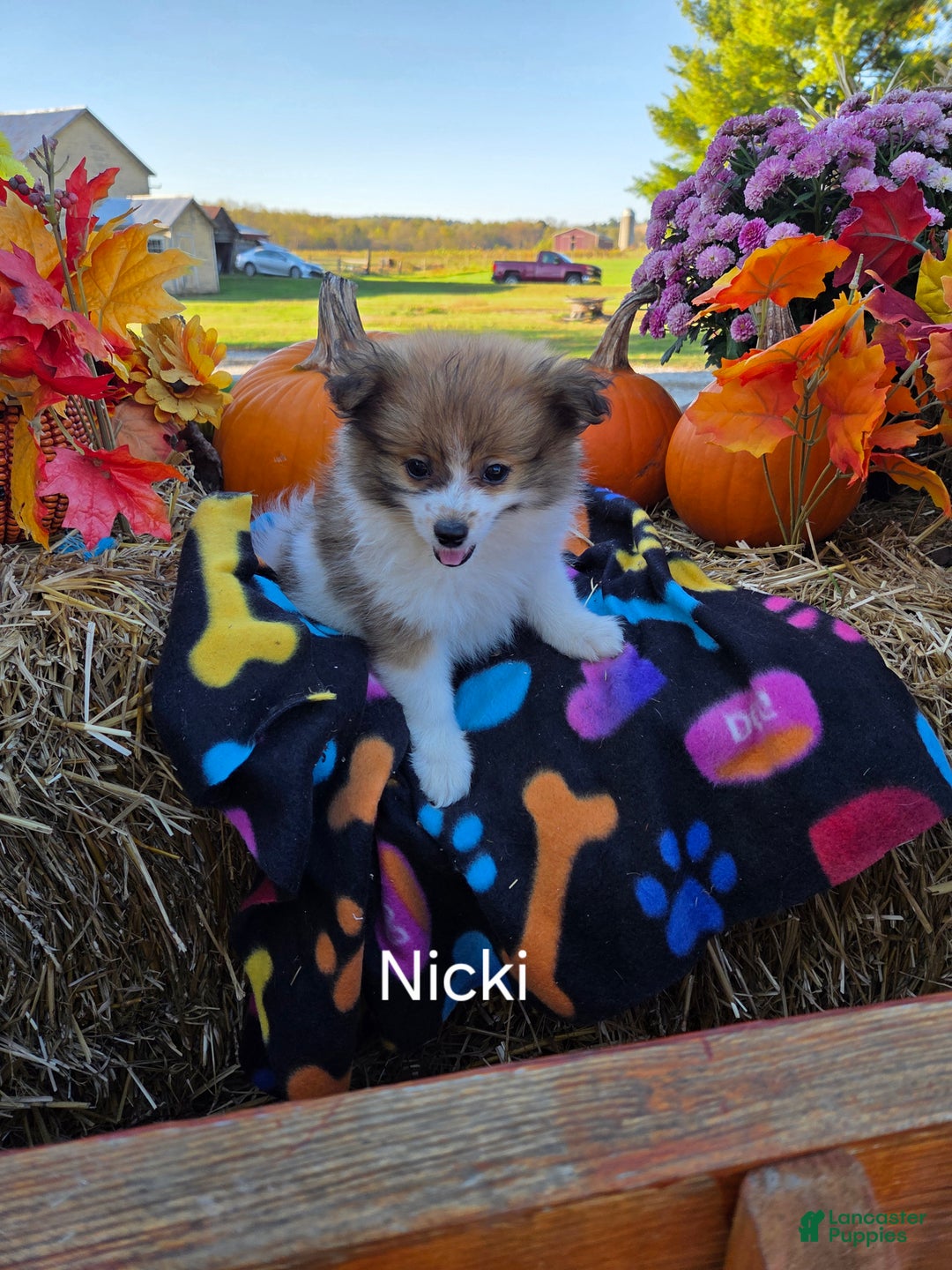 Pomeranian dogs for sale: Nicki - Ad 9