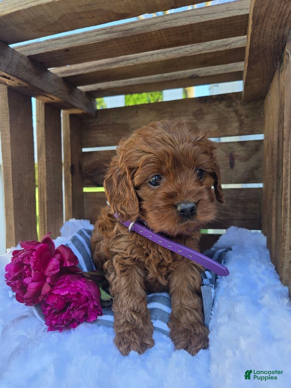 Cockapoo dogs Betzy - Ad 2