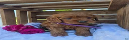 Cockapoo dogs for sale: Betzy - Ad 2