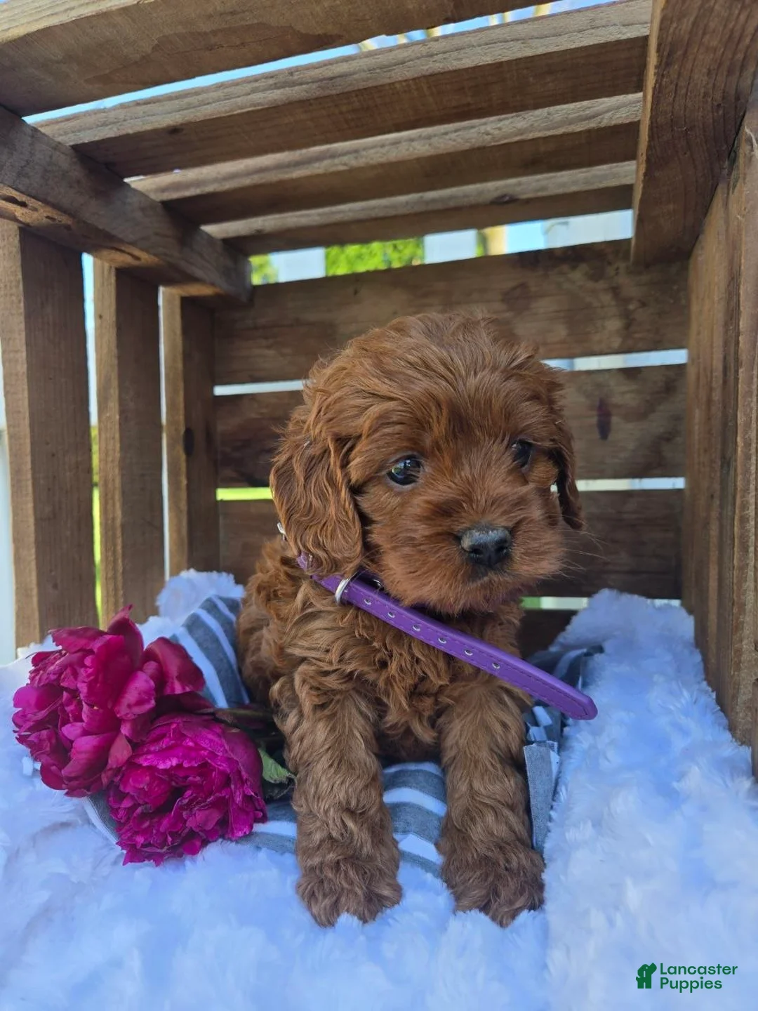 Cockapoo dogs for sale: Betzy - Ad 2