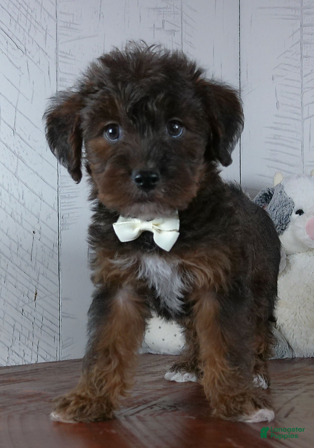 Yorkiepoo dogs for sale: Carmel - Ad 4