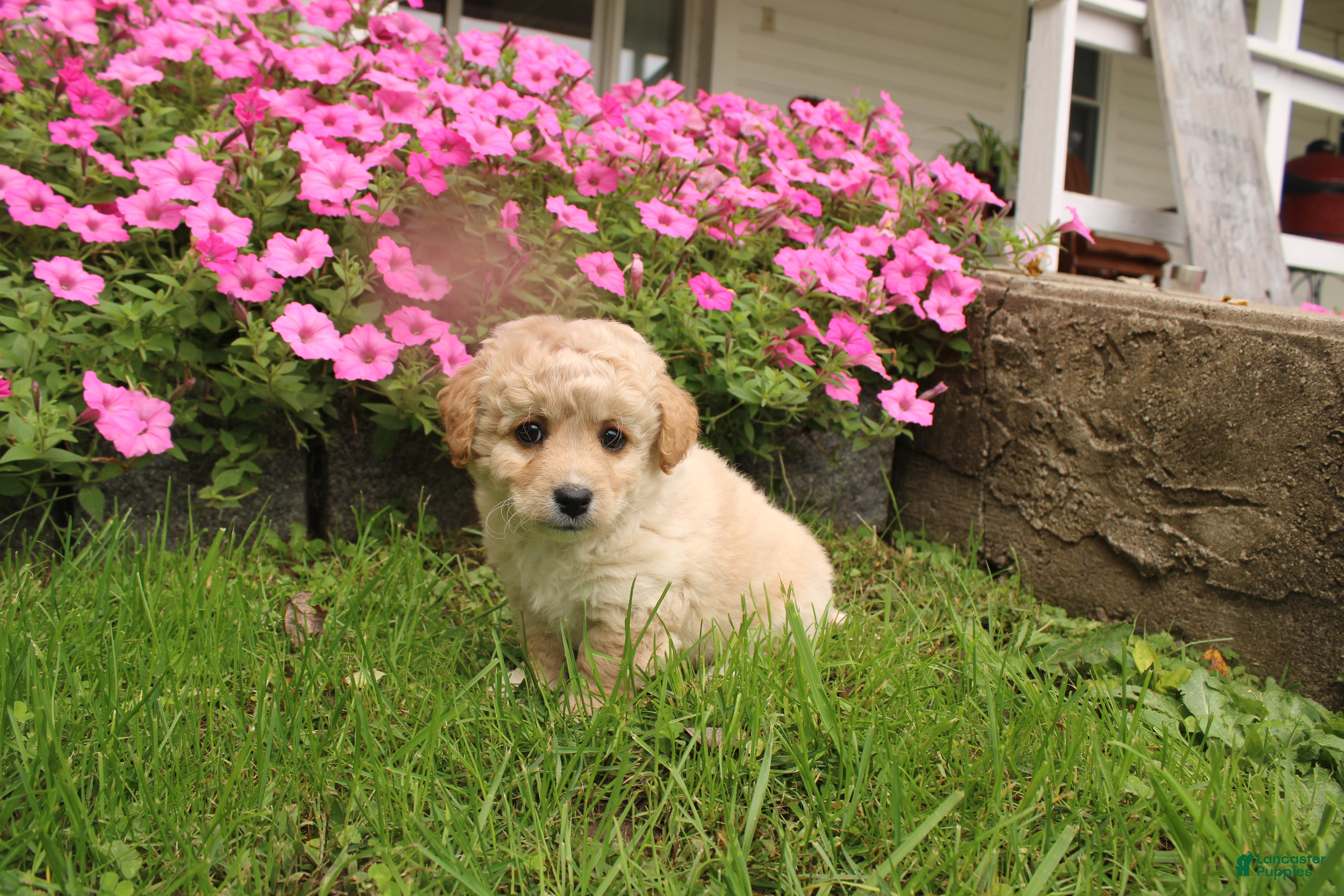 Cavapoochon dogs for sale: Maverick - Ad 2