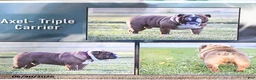English Bulldog dogs for sale: Belle - Ad 7