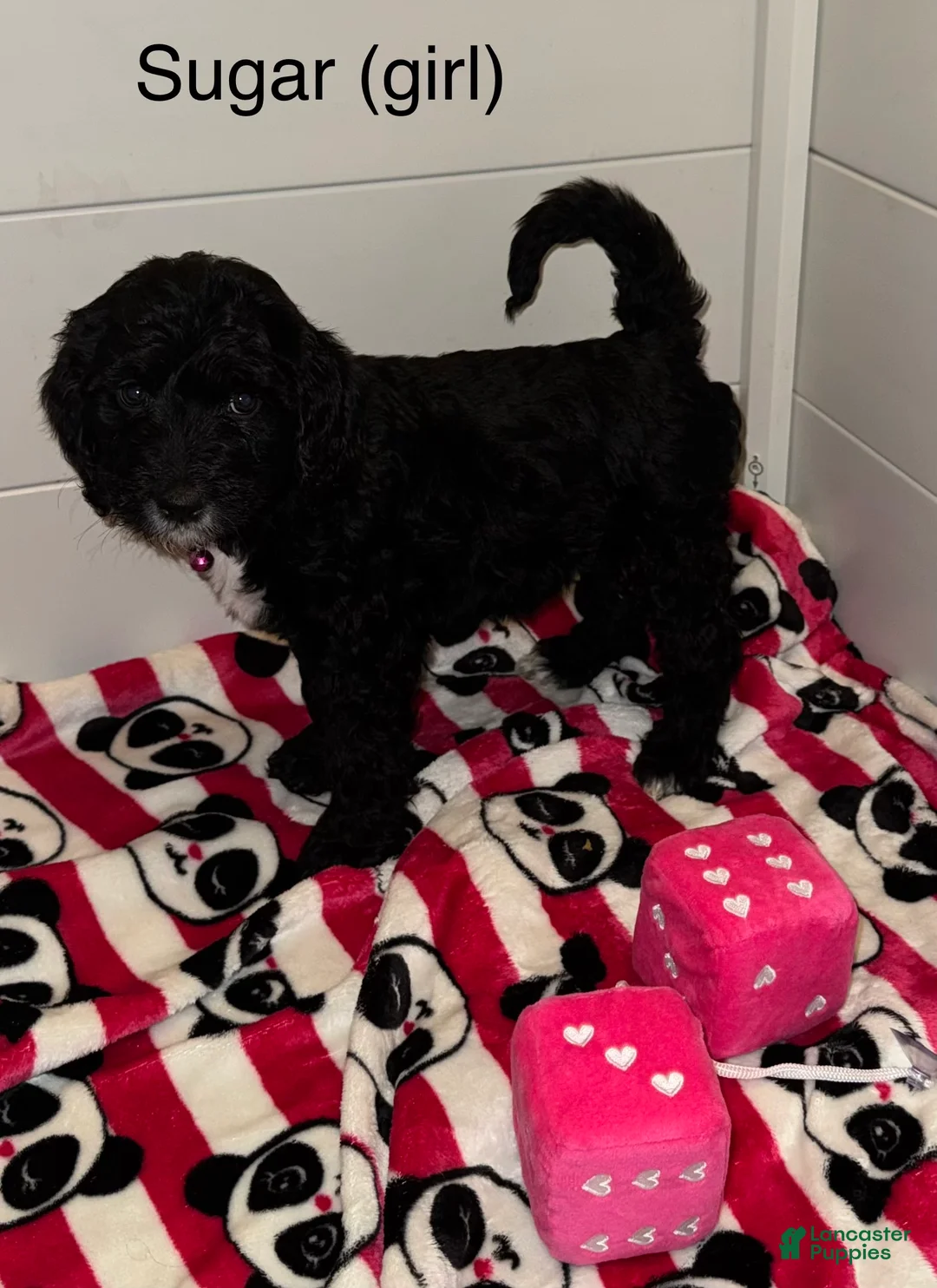 Mixed Breed dogs for sale: Mixed Breed Puppy 1 - Ad 5