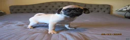 Pug dogs for sale: Tucker - Ad 2