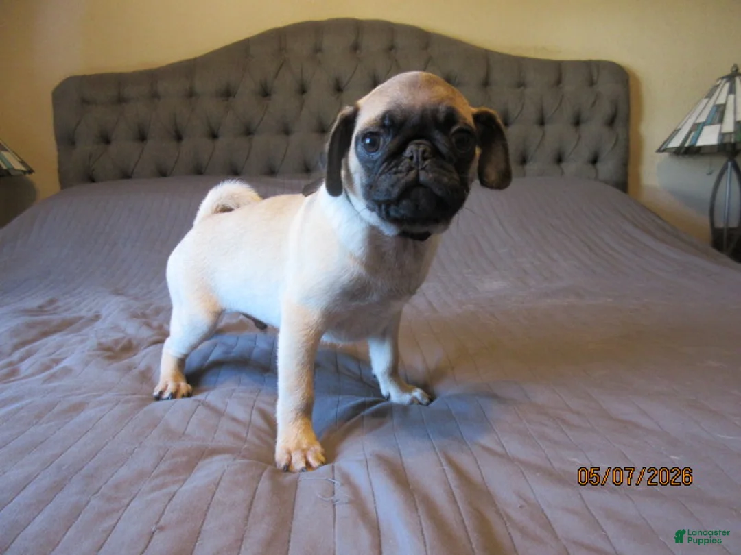 Pug dogs for sale: Tucker - Ad 2