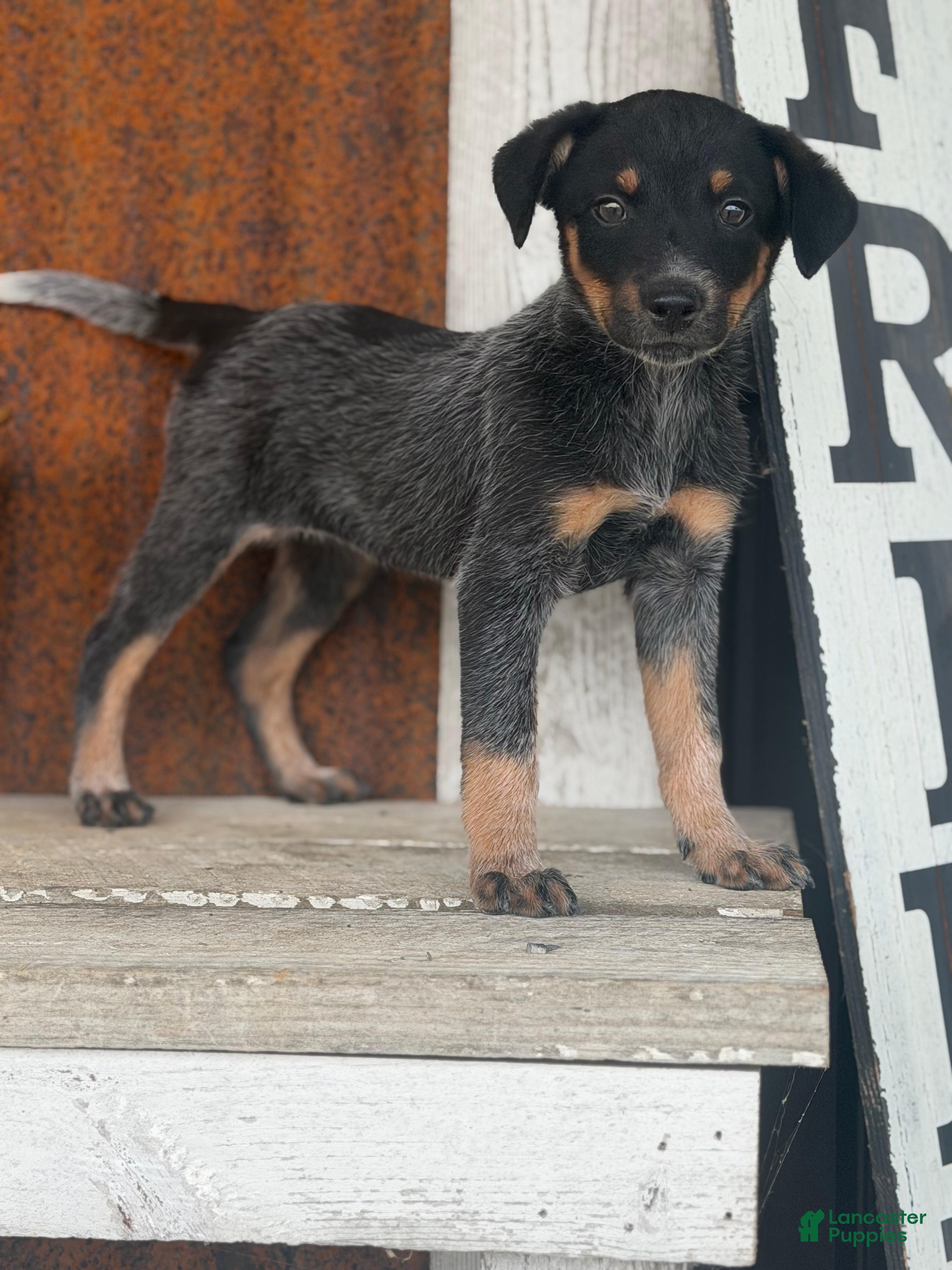 Australian Cattle Dog dogs Dixie Ann  - Ad 1