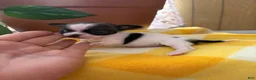 Chihuahua dogs for sale: Chihuahua 2 - Ad 13