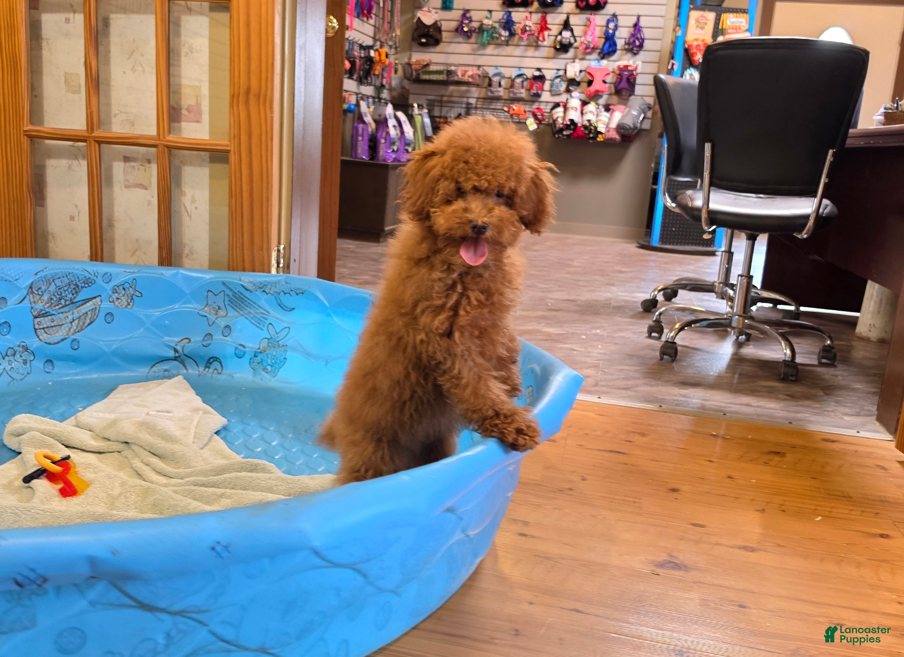 Miniature Poodle dogs Nancy - Ad 1
