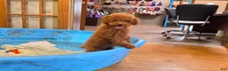 Miniature Poodle dogs for sale: Nancy - Ad 1