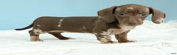 Miniature Dachshund dogs for sale: Kenna - Ad 2