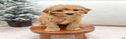 Cavapoo dogs for sale: Oakley - Ad 2