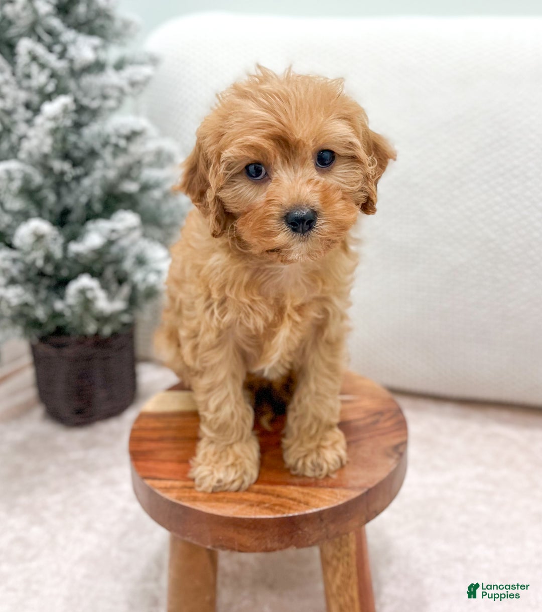 Cavapoo dogs for sale: Oakley - Ad 2