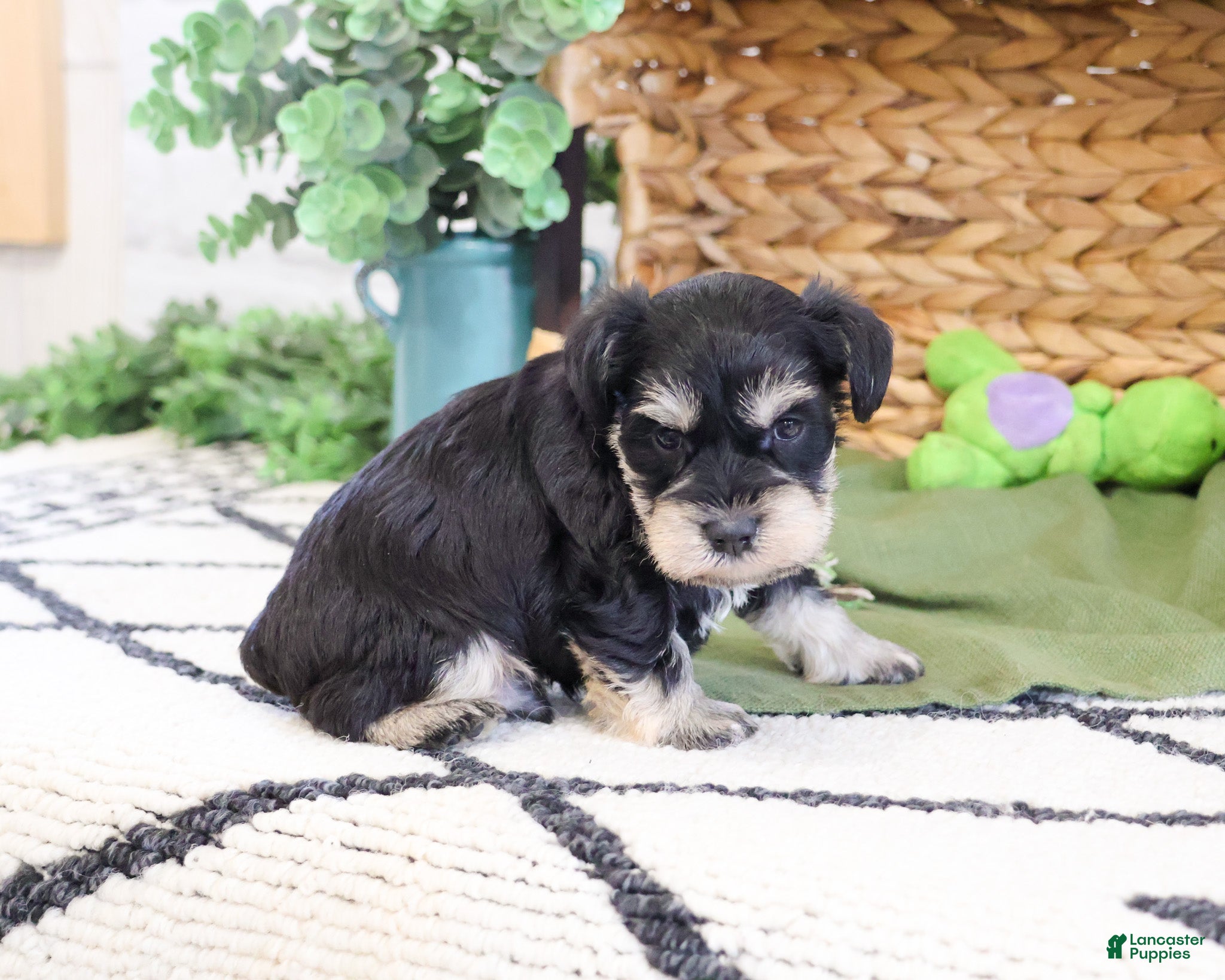 Miniature Schnauzer dogs Tucker  - Ad 28