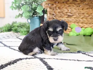 Miniature Schnauzer dogs Tucker - Ad 28