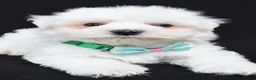 Maltese dogs for sale: Tripp - Ad 5