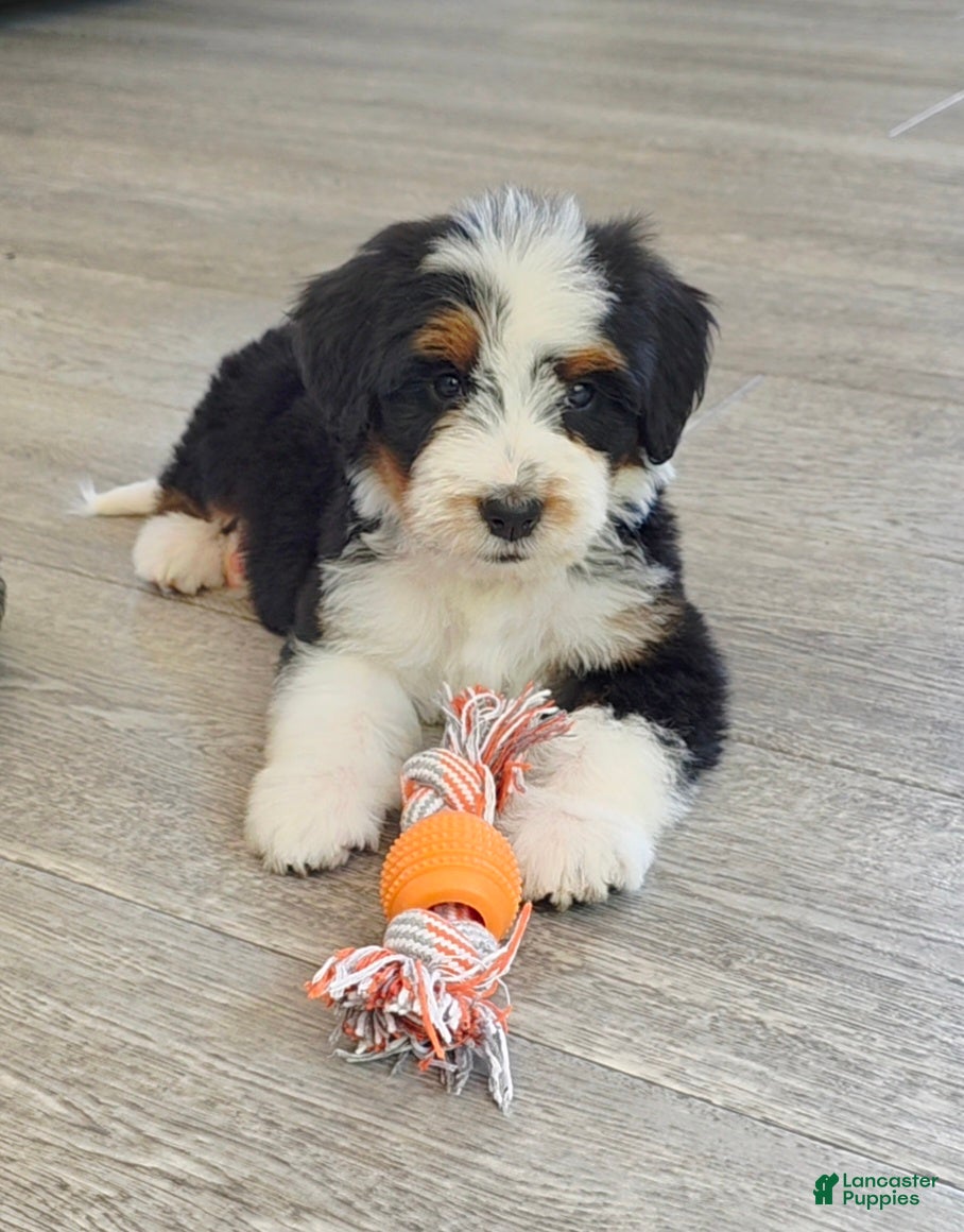 Bernedoodle dogs Abby - Ad 1