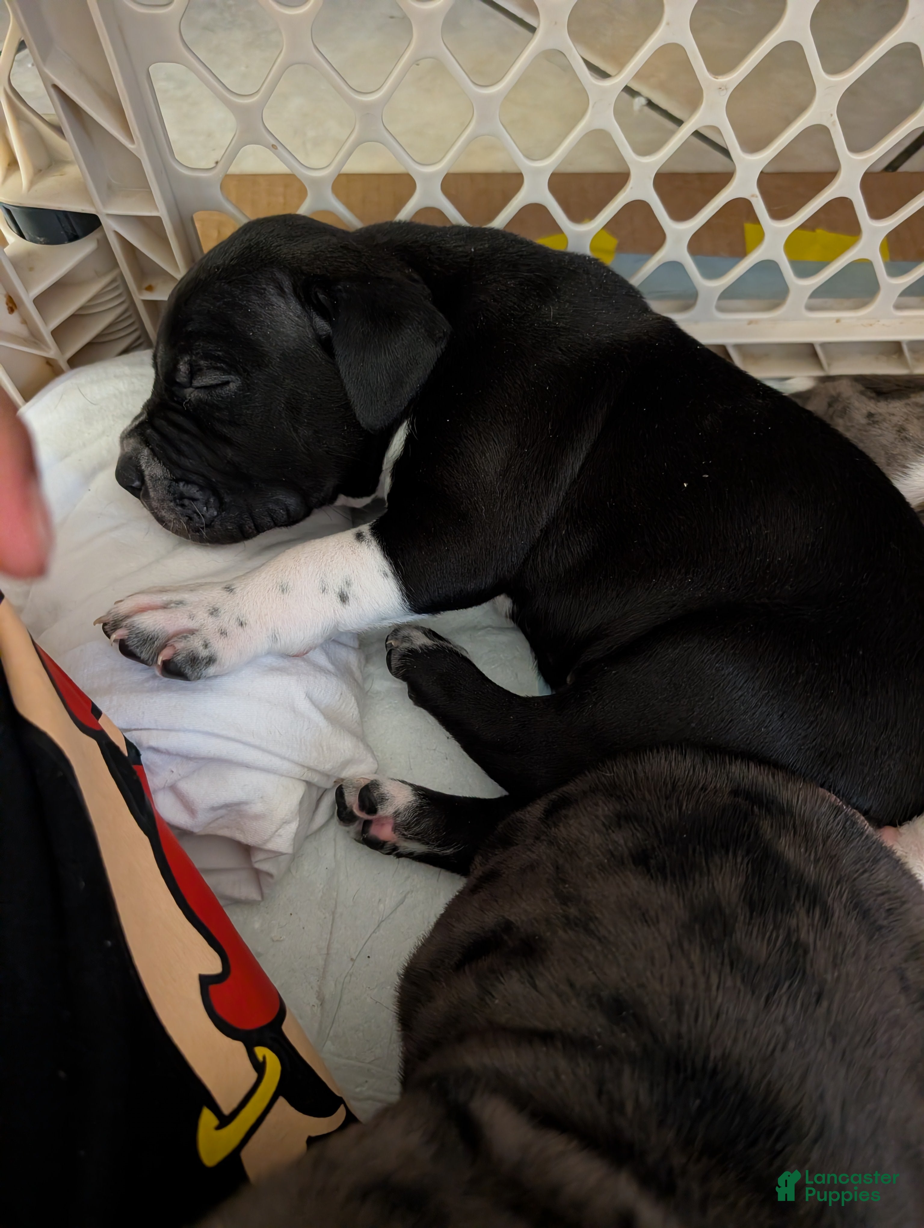 American Pit Bull Terrier dogs Shadow - Ad 3