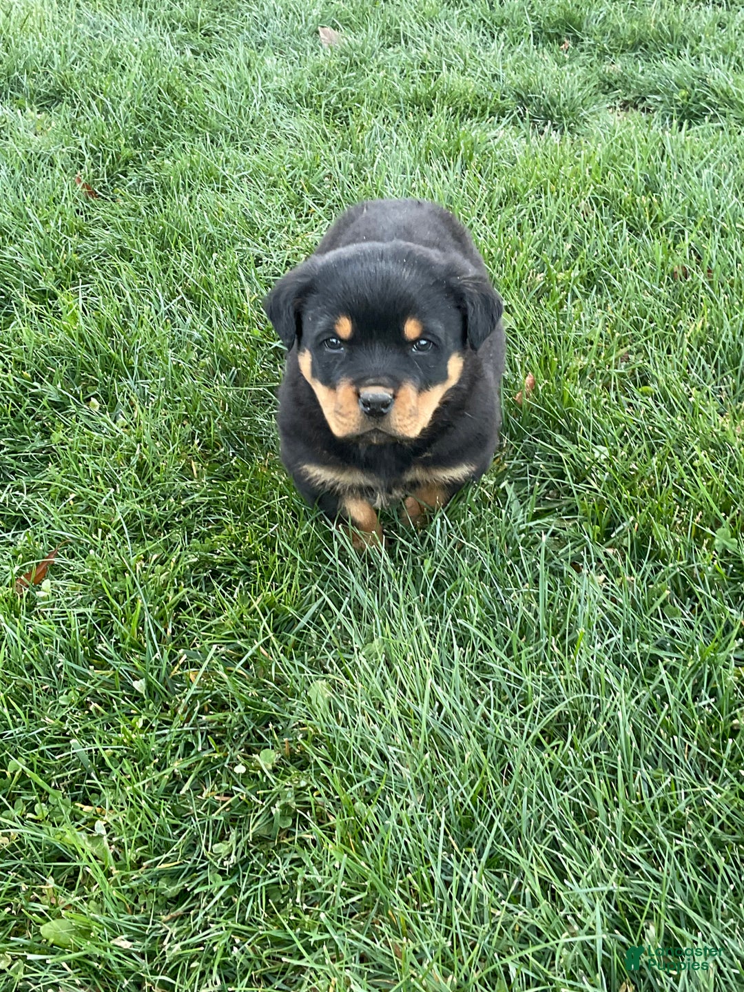 Rottweiler dogs for sale: Rottweiler Puppy 1 - Ad 1
