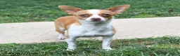 Chihuahua dogs for sale: Diego - Ad 4