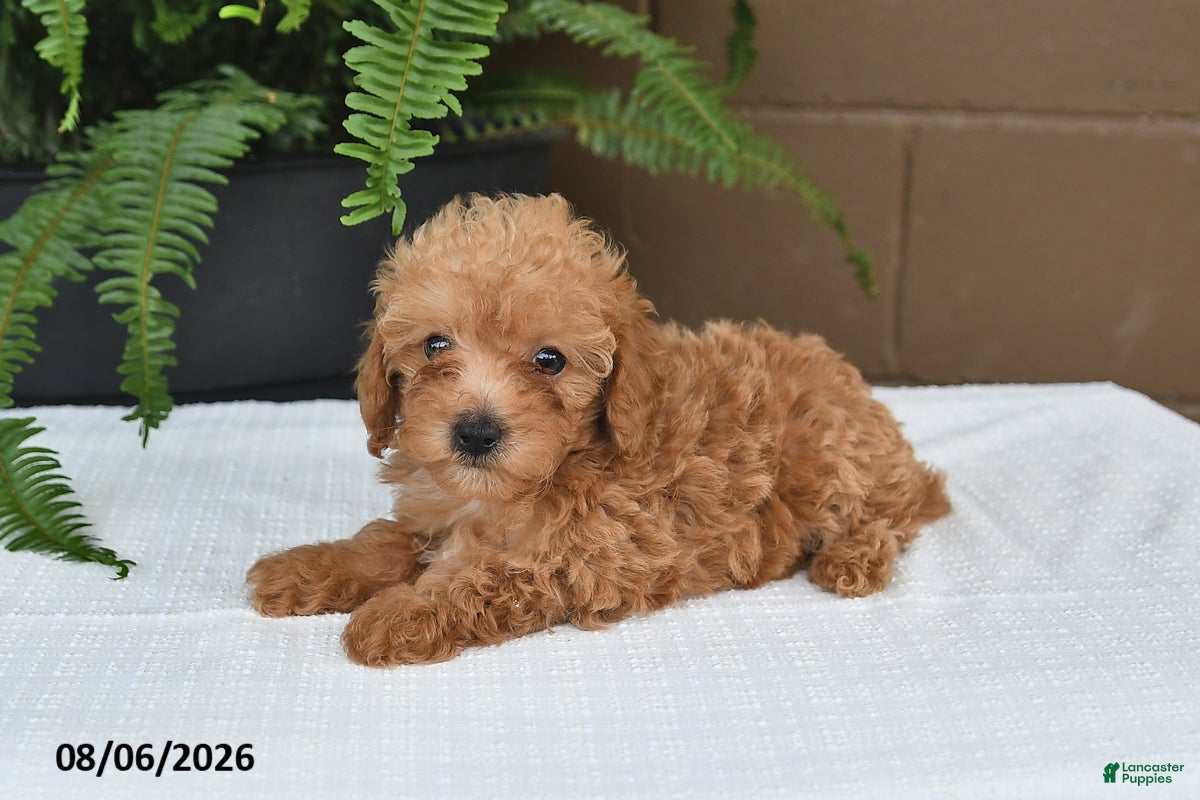 Toy Poodle dogs Dolly - Ad 2