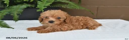 Toy Poodle dogs for sale: Dolly - Ad 2