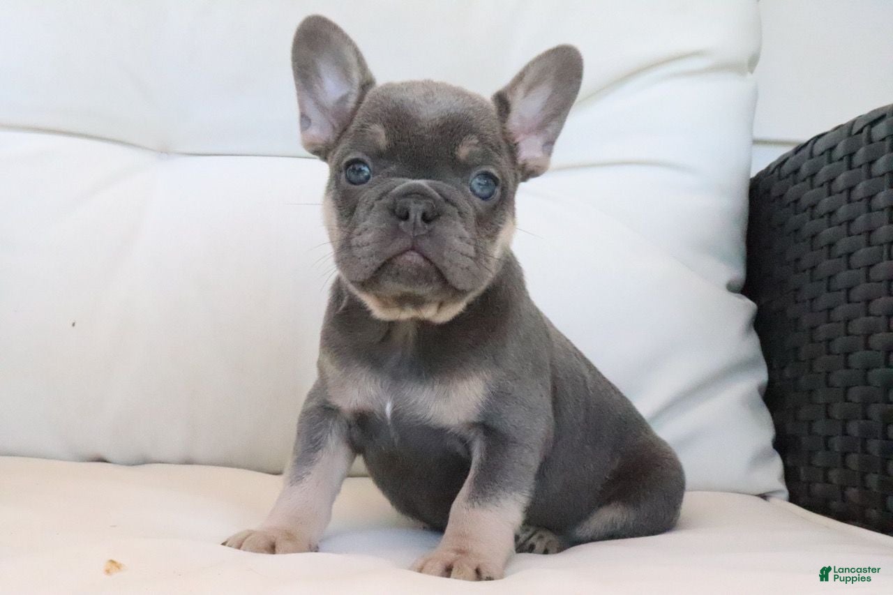 French Bulldog dogs Tracy - Ad 2