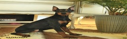 Doberman Pinscher dogs for sale: Fern  - Ad 2