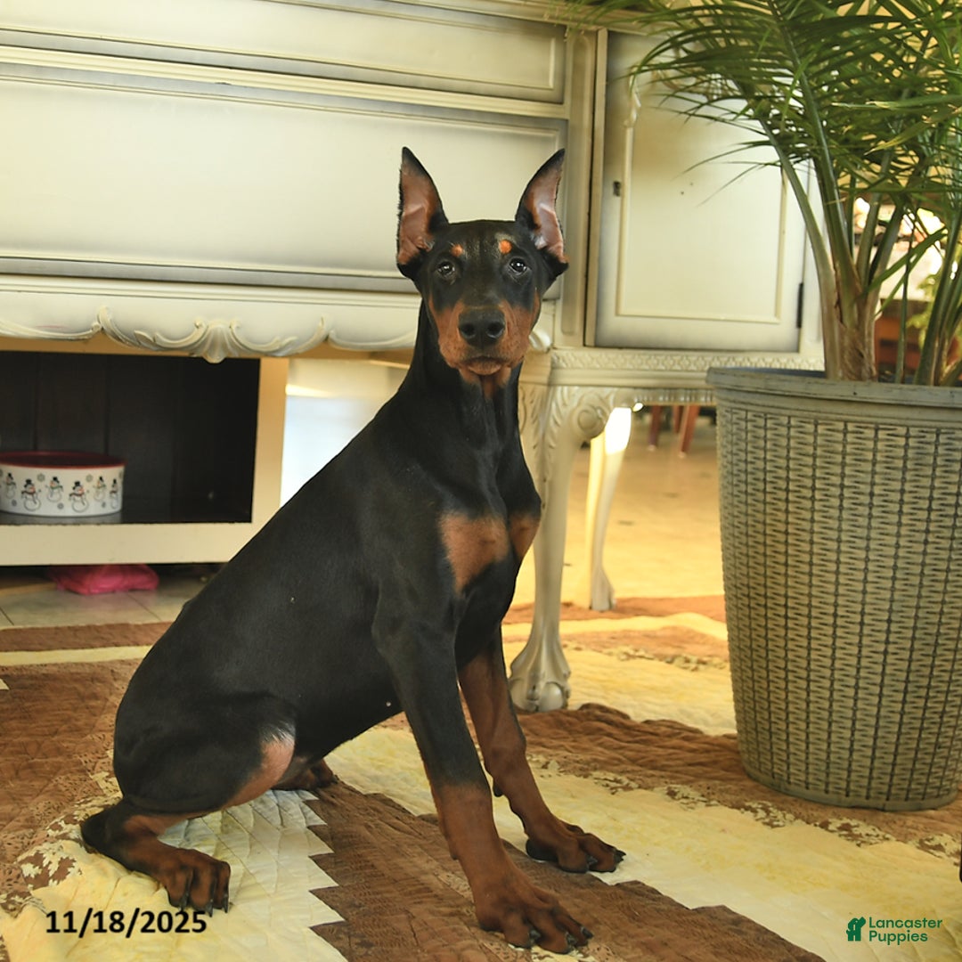 Doberman Pinscher dogs for sale: Fern  - Ad 2