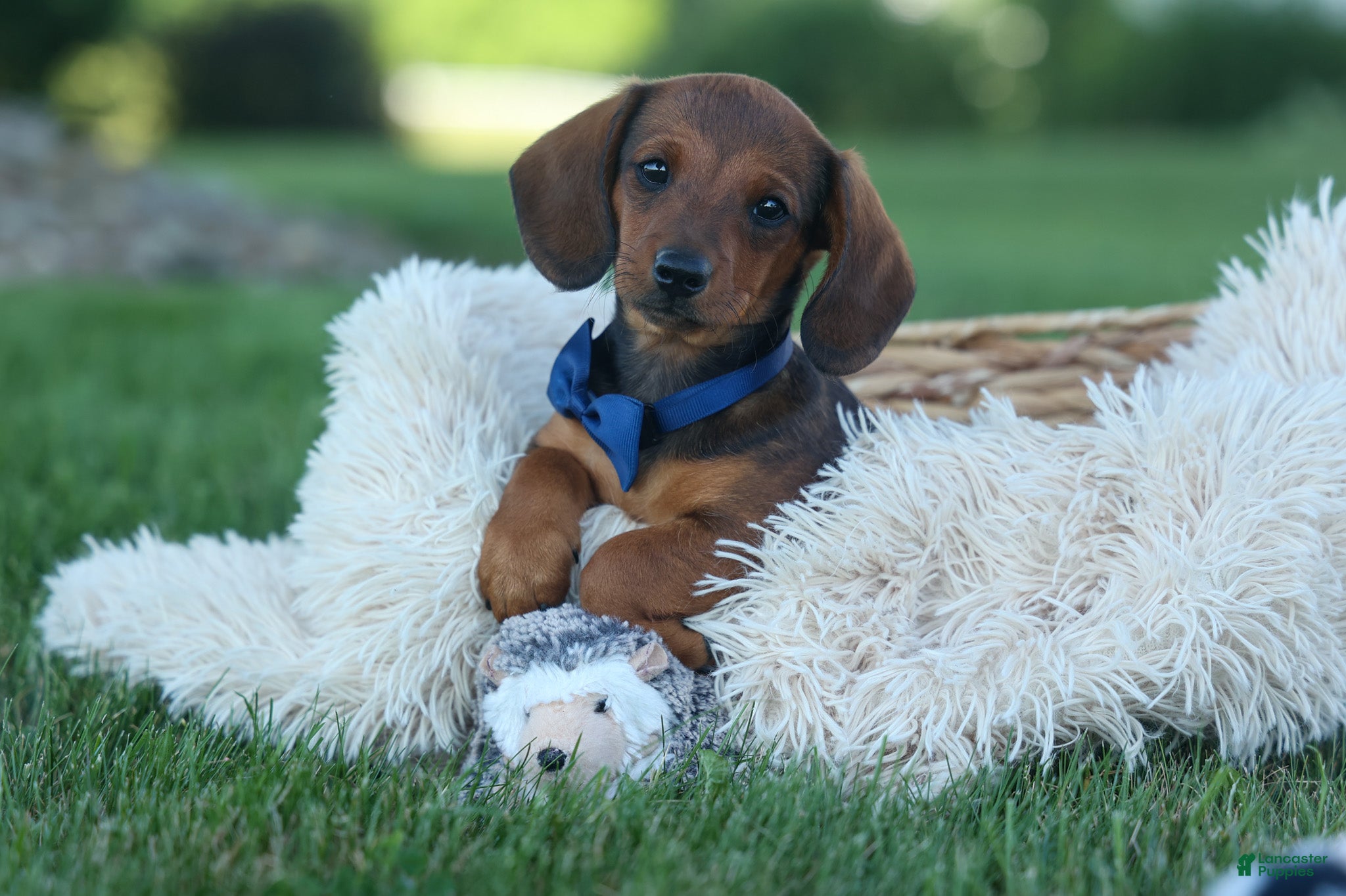 Miniature Dachshund dogs Hunter 💙🐾 - Ad 1