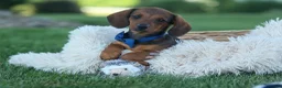 Miniature Dachshund dogs for sale: Hunter 💙🐾 - Ad 9