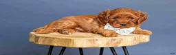 Cavapoo dogs for sale: Lace - Ad 3