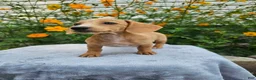 Miniature Dachshund dogs for sale: Roxy - Ad 8
