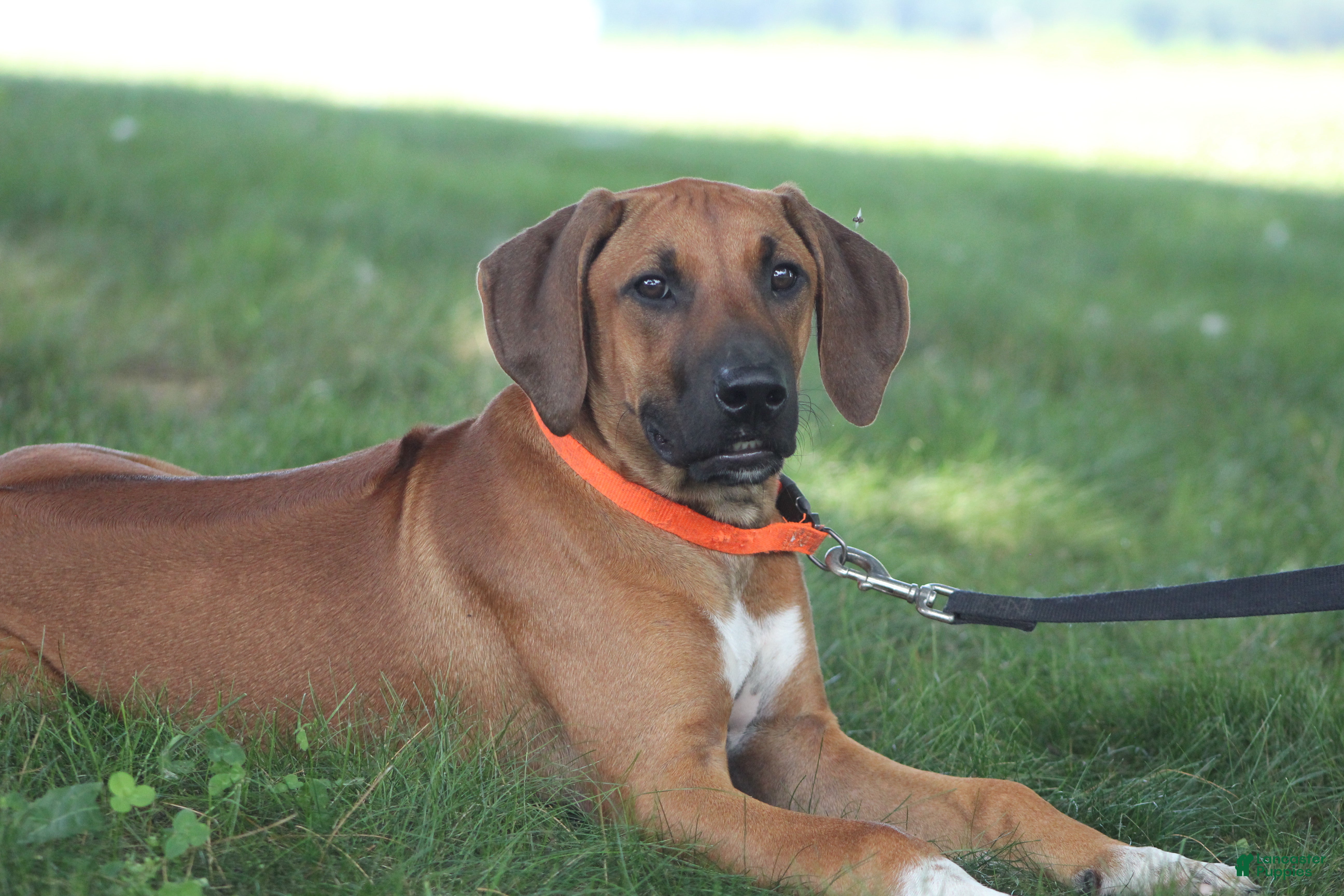 Rhodesian Ridgeback dogs Clyde - Ad 1
