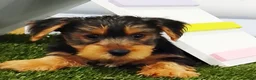 Yorkshire Terrier dogs for sale: Elmo - Ad 5